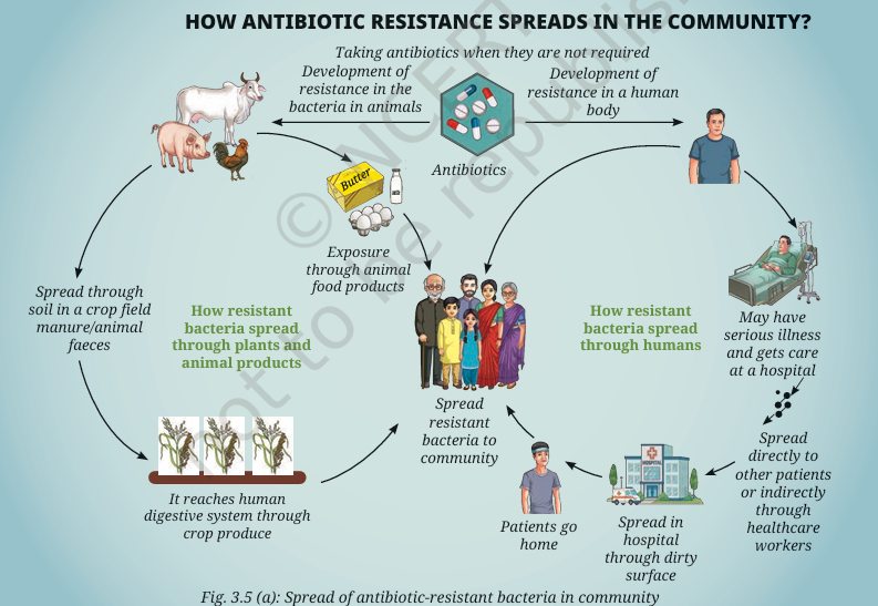 : Spread of antibiotic-resistant bacteria in community